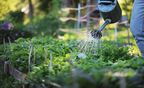 Gardening & Landscaping